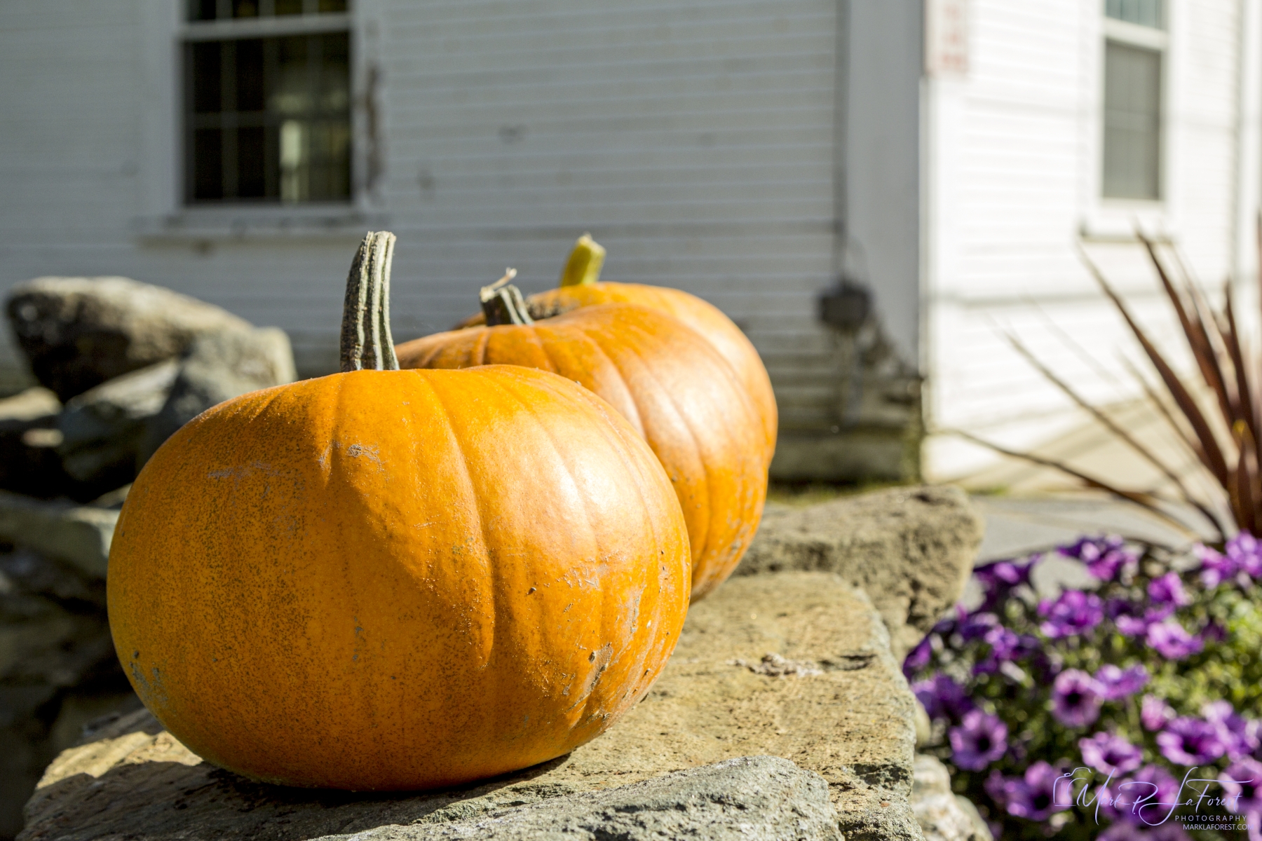 Fall Pumpkins, Vermont